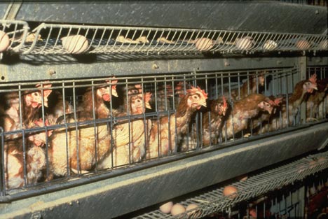 Peter Singer showed a few photographs of the "unethical" conditions for animals on factory farms.