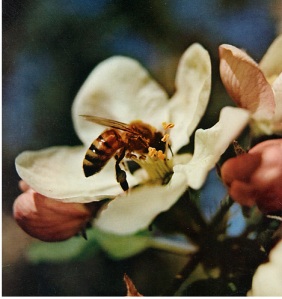 The production of most fruits and vegetables relies on the pollination service provided by honeybees.